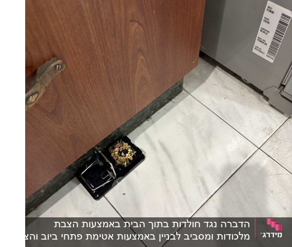 מלכודת קפיץ עם פיתיון ללכידת עכברים וחולדות מונחת במטבח